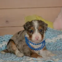 Blueberry , a male Miniature Bernedoodle for sale in Edon, OH – Photo 6 of 9