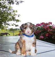 Blueberry , a male Miniature Bernedoodle for sale in Edon, OH – Photo 1 of 9