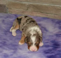Blueberry , a male Miniature Bernedoodle for sale in Edon, OH – Photo 3 of 3