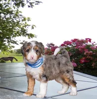 Blueberry , a male Miniature Bernedoodle for sale in Edon, OH – Photo 2 of 9