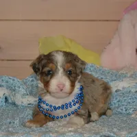 Blueberry , a male Miniature Bernedoodle for sale in Edon, OH – Photo 8 of 9