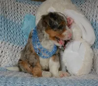 Blueberry , a male Miniature Bernedoodle for sale in Edon, OH – Photo 5 of 9