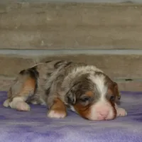 Blueberry , a male Miniature Bernedoodle for sale in Edon, OH – Photo 9 of 9