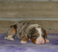 Blueberry , a male Miniature Bernedoodle for sale in Edon, OH – Photo 1 of 3