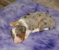 Blueberry , a male Miniature Bernedoodle for sale in Edon, OH – Photo 2 of 3