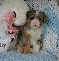 Blueberry , a male Miniature Bernedoodle for sale in Edon, OH – Photo 3 of 9