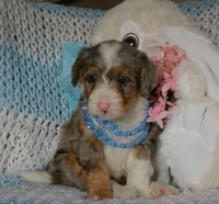 Blueberry , a male Miniature Bernedoodle for sale in Edon, OH – Photo 4 of 9