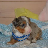 Blueberry , a male Miniature Bernedoodle for sale in Edon, OH – Photo 7 of 9