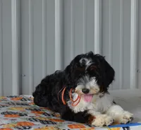 Miss Queen is adopted, a female Miniature Bernedoodle for sale in Edon, OH – Photo 6 of 10