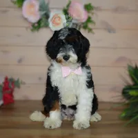 Miss Queen is adopted, a female Miniature Bernedoodle for sale in Edon, OH – Photo 7 of 10