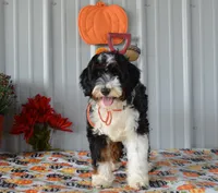 Miss Queen is adopted, a female Miniature Bernedoodle for sale in Edon, OH – Photo 1 of 10