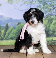 Miss Queen is adopted, a female Miniature Bernedoodle for sale in Edon, OH – Photo 9 of 10