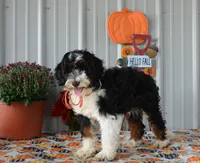 Miss Queen is adopted, a female Miniature Bernedoodle for sale in Edon, OH – Photo 5 of 10