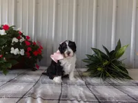 Miss Queen is adopted, a female Miniature Bernedoodle for sale in Edon, OH – Photo 10 of 10