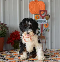 Miss Queen is adopted, a female Miniature Bernedoodle for sale in Edon, OH – Photo 3 of 10