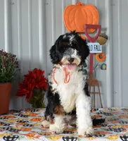 Miss Queen is adopted, a female Miniature Bernedoodle for sale in Edon, OH – Photo 2 of 10