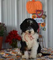 Miss Queen is adopted, a female Miniature Bernedoodle for sale in Edon, OH – Photo 4 of 10