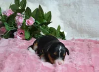 Maggie, a female Miniature Bernedoodle for sale in Edon, OH – 2 of 4