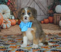 Apollo, a male Miniature Bernedoodle for sale in Edon, OH – 3 of 10