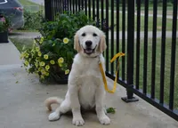 Lacy, a female English Cream Golden Retriever for sale in Edon, OH – 4 of 10