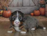 Rufas, a male Miniature Bernedoodle for sale in Edon, OH – 5 of 10