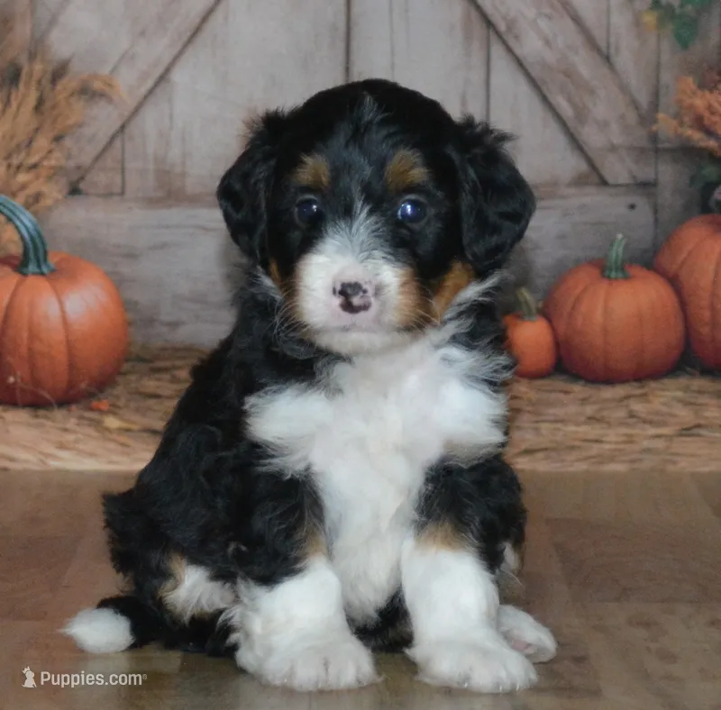 Rosie – Miniature Bernedoodle puppy for sale in Edon, OH