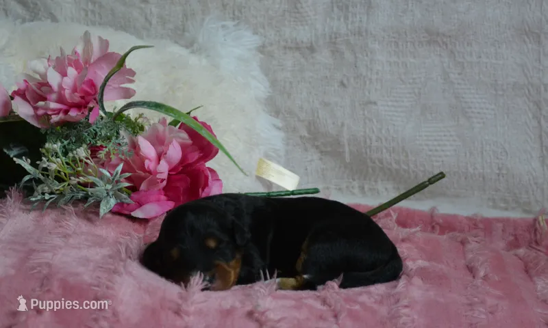 Annie – Miniature Bernedoodle puppy for sale in Edon, OH