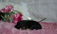Annie, a female Miniature Bernedoodle for sale in Edon, OH – 1 of 4