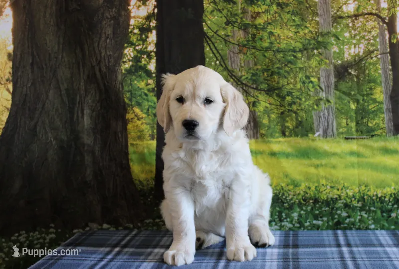 Carrie – English Cream Golden Retriever puppy for sale in Edon, OH