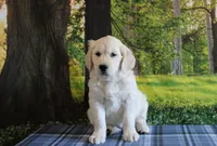 Carrie, a female English Cream Golden Retriever for sale in Edon, OH – 1 of 8