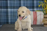 Daisy, a female English Cream Golden Retriever for sale in Edon, OH – 5 of 9