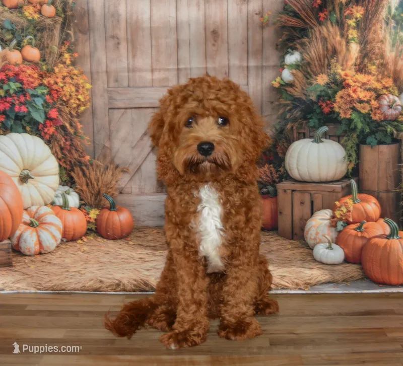 Davey – Cavapoo puppy for sale in Edon, OH