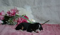 Heidi, a female Miniature Bernedoodle for sale in Edon, OH – 2 of 5