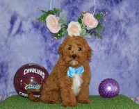 Davey, a male Cavapoo for sale in Edon, OH – 3 of 10