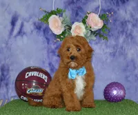 Davey, a male Cavapoo for sale in Edon, OH – 4 of 10