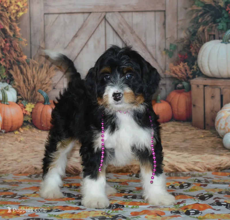 Rosie – Miniature Bernedoodle puppy on hold in Edon, OH