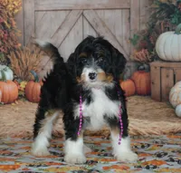 Rosie, a female Miniature Bernedoodle for sale in Edon, OH – 1 of 4