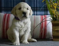 Carrie, a female English Cream Golden Retriever for sale in Edon, OH – 7 of 8
