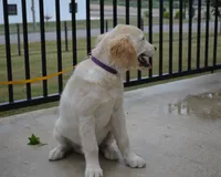 Lacy, a female English Cream Golden Retriever for sale in Edon, OH – 6 of 10