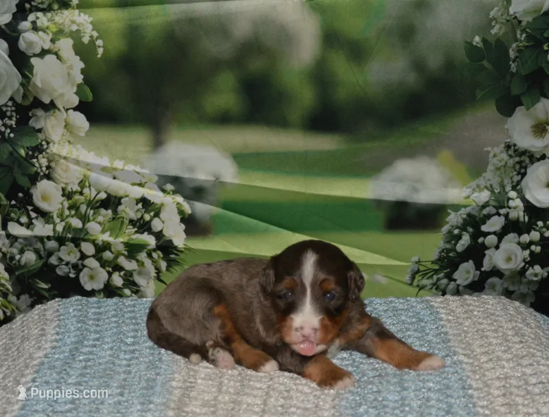 Rufas – Miniature Bernedoodle puppy for sale in Edon, OH
