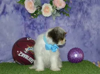 Danny, a male Cavapoo for sale in Edon, OH – 5 of 9