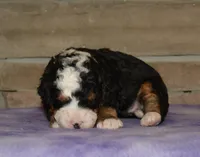 Mary, a female Miniature Bernedoodle for sale in Edon, OH – Photo 2 of 3