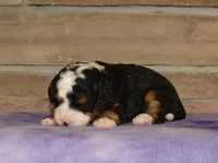 Mary, a female Miniature Bernedoodle for sale in Edon, OH – Photo 1 of 3
