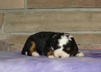 Mary, a female Miniature Bernedoodle for sale in Edon, OH – Photo 3 of 3