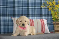 Lacy, a female English Cream Golden Retriever for sale in Edon, OH – 6 of 7