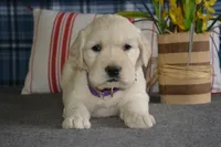 Carrie, a female English Cream Golden Retriever for sale in Edon, OH – 8 of 8