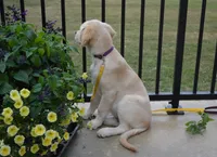Daisy, a female English Cream Golden Retriever for sale in Edon, OH – 3 of 9