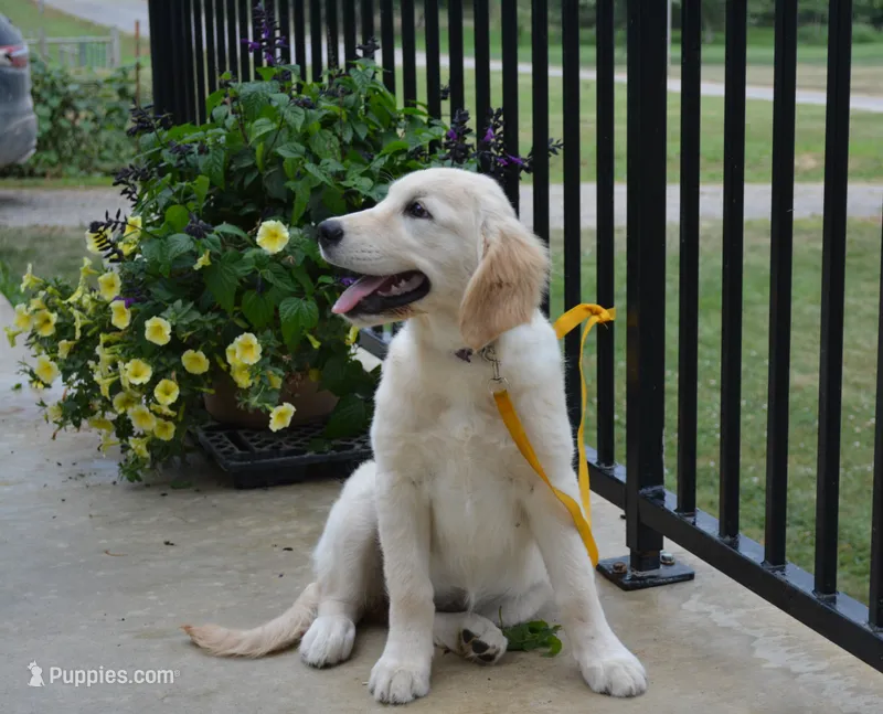Lacy – English Cream Golden Retriever puppy for sale in Edon, OH