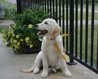 Lacy, a female English Cream Golden Retriever for sale in Edon, OH – 1 of 10