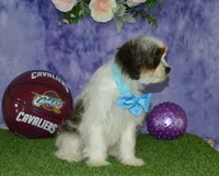 Danny, a male Cavapoo for sale in Edon, OH – 3 of 9